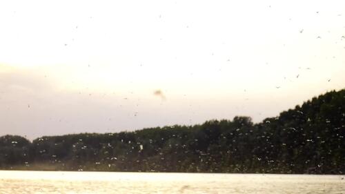 Mayfly swarm